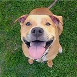 Danielle Tholen - Instagram Profile Picture of Danielle Tholen (@adventures_of_milton) on Instagram