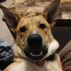 Profile Picture of Candace Pedersen (@@pbpup) on Tiktok