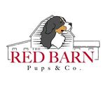 Profile Picture of Shelley Fehr/ Dog Breeder (@theredbarnpups.co) on Instagram