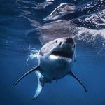Profile Picture of Maro Wilmore (@maro.wilmore) on Instagram