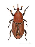 Profile Picture of Rhynchophorus ferrugineuson Wikipedia