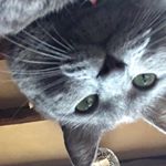 Profile Picture of Berlioz (@bebert) on Instagram