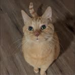 Profile Picture of Lily Schiffman (@lily.schiffman) on Facebook