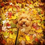 Profile Picture of Ruby (@ruby_chicago_girl) on Instagram