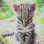 Profile Picture of benjamin (@modersouul) on Instagram