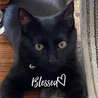 Profile Picture of Kim Feather Wohl (@kim-feather-wohl) on Quora