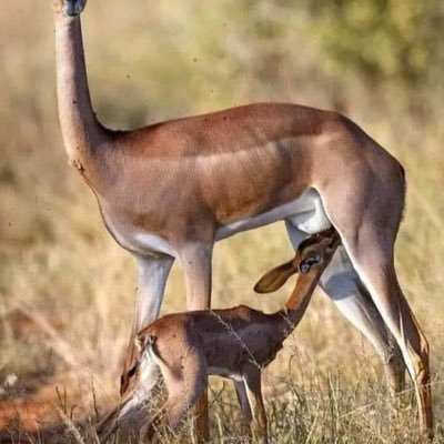 Profile Picture of Geoff Lang’at (@geoff_at) on Twitter