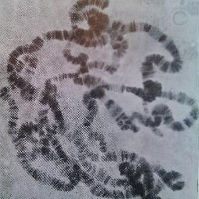 Profile Picture of Naïve Locus (@naivelocus) on Twitter
