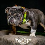 Profile Picture of Richard & Amy Munoz (@bulldog_alliance_of_houston) on Instagram