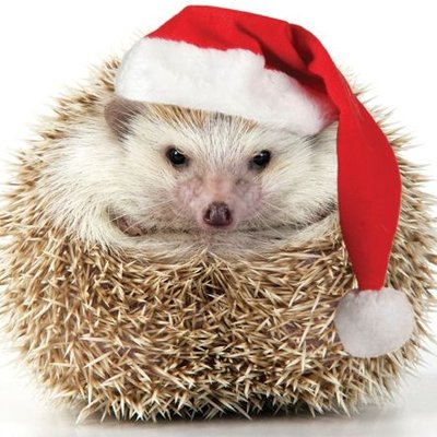 Profile Picture of Adam Kedge (@KedgeAdam) on Twitter