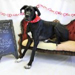 Profile Picture of Duncan The Great Dane (@duncan_thedane) on Instagram