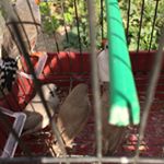 Profile Picture of Ganouna (@ghanounaepstell) on Instagram