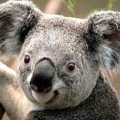 Profile Picture of Benjamin Shivers (@Cochardbshvrs) on Youtube