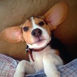 Profile Picture of Toby Tyler Margarito (@toby_tyler_thebeagle) on Instagram