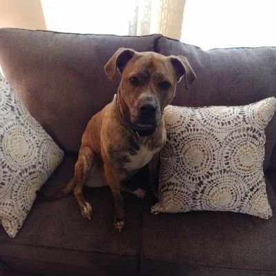 Profile Picture of Bob Carney (@carndog1111) on Twitter