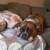 Profile Picture of Jason McDonald's (@jasonmcdonalds8835) on Youtube