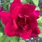 Profile Picture of Atash Atash (@Atash-Atash) on Facebook