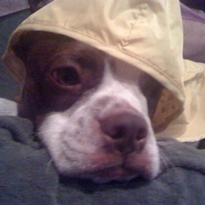 Profile Picture of Joel Boren (@Daedalus_17) on Twitter