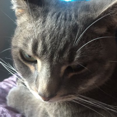 Profile Picture of allison surasky (@SuraskyAllison) on Twitter