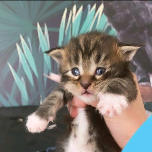 Profile Picture of Maman collègue de @guidicelli0 (@maman.collegue.de.guigui) on Tiktok