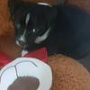 Profile Picture of cico🐶🐕 (@@juliasimic1) on Tiktok
