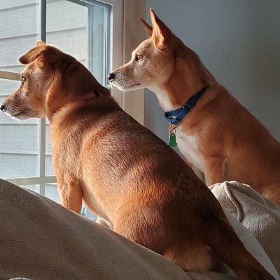 Profile Picture of Joseph Severino (@JosephSeverin12) on Twitter