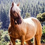 Profile Picture of Horse lover (@horsesofthedayy) on Instagram