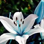 Profile Picture of michaeltomkinson (@1115soulmates) on Instagram