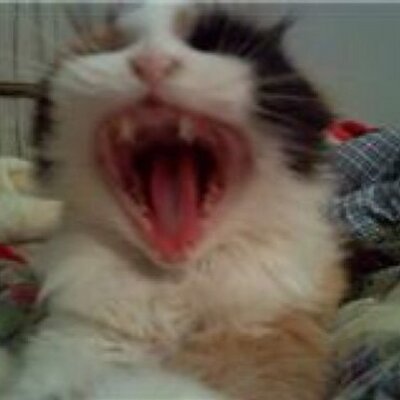 Profile Picture of Stacy Parsley (@@StacyParsley) on Twitter