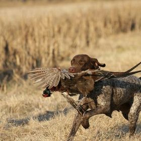 Profile Picture of Tallahatchie Pointers (@joshsjames) on Pinterest