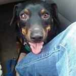 Profile Picture of Amanda Vollertsen (@amandavollertsen) on Instagram