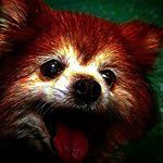 Profile Picture of joey dumas (@jay.the.red.panda) on Instagram