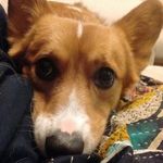 Profile Picture of Pippin Jeffrey Simpson (@pippin_thecorgi) on Instagram