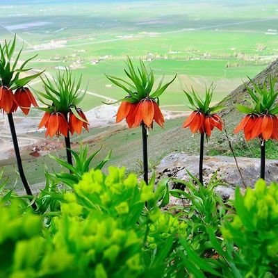 Profile Picture of Kerevan İnal (@Kerevannal1) on Twitter
