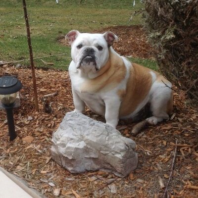 Profile Picture of Joe Cumbo (@cumbo_joe) on Twitter