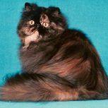 Profile Picture of Patty Szynkowski (@crayloa) on Pinterest