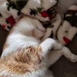 Profile Picture of Rich Forshee (@old.master.painter) on Instagram