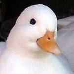 Profile Photo of Kevin The Duck (@Kevintheduck1) on Twitter