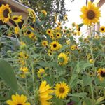 Profile Picture of Lisa Vicario Miller (@lisa.v.miller.1) on Instagram