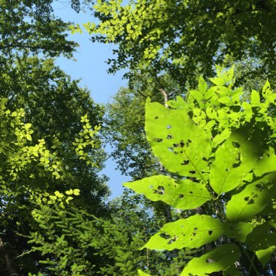 Profile Picture of Catherine Glenn (@mettasutra) on Twitter