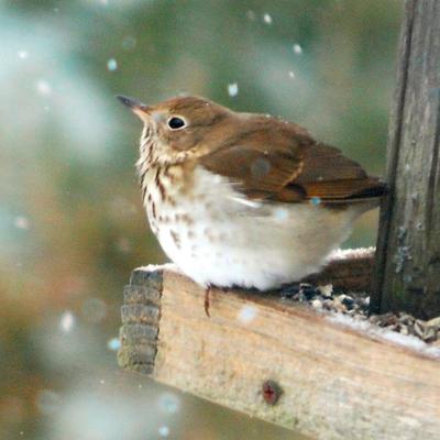 Profile Picture of Deborah Landry (@dlandry50) on Twitter