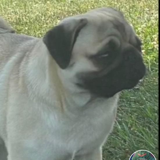 Profile Picture of Gamer Scaramochue (@bee_.berry) on Tiktok