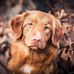 Profile Picture of Anne Facon (Lupus Dei Kennel) (@anne.facon) on Facebook