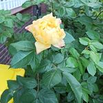 Profile Picture of Sandra Schumann (@sandraschumann5198) on Instagram