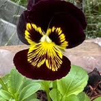 Profile Picture of Joyce Klar (@joyce.klar.58) on Facebook