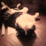 Profile Picture of Joey Wilkinson (@ahhpam) on Instagram