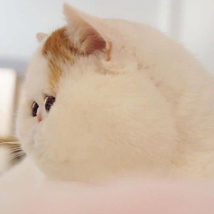 Profile Picture of Linda McCarthy (@@lindamccarthy) on Tiktok