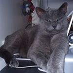 Profile Picture of Harry Hayes (@harryawesome06) on Instagram