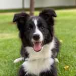 Profile Picture of Zé Roberto - border collie (@zerobertoborder) on Instagram