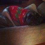 Profile Picture of Rex Ross (@rexthemastiff) on Instagram